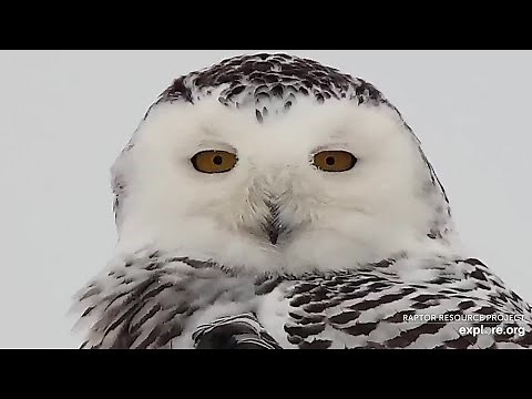 SNOWY OWL on a SNOWY DAY. Mythology in Motion. Nature’s Poem on Wisdom.