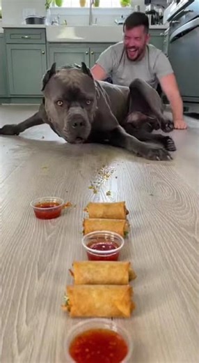 Who Eats It Faster?! EPIC Dog vs Human Speed Challenge! 🐶⚡🍕