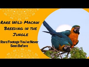 Rare Wild Macaw Breeding in the Jungle! 🦜 Nature’s Most Beautiful Mating Ritual"