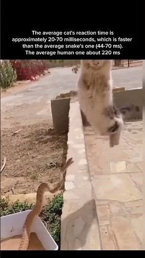 Quick reaction time of a cat vs snake