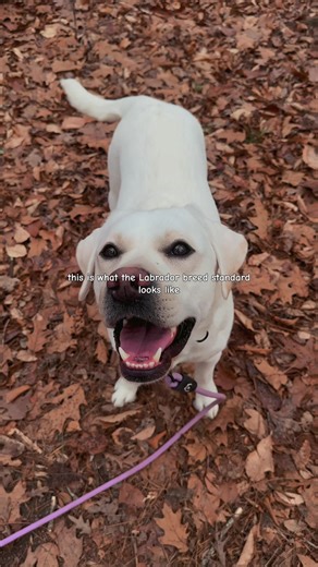 #labrador #akc #fci #purebred #dogtok | Labrador Dog