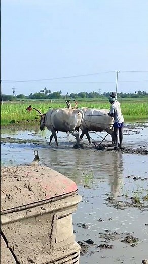 ploughing with bulls by farmer | bull ploughing the field cow ploughing the field ox ploughing field