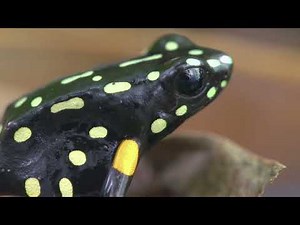 The Deadliest Predators Of The Amazon Rainforest | 4K