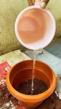 Grafting using grafting ball🎋easy and beginner friendly| graft any plant using this in few min☘️