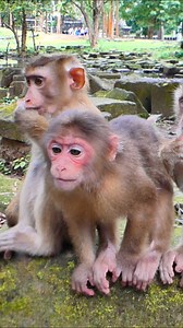 Weak Abandoned Monkey Reaches for Crumbs on the Ground | Little BB Monkey