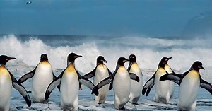 Quelle est la différence entre un manchot et un pingouin ?