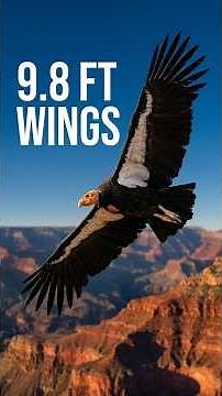 How is the largest land bird in North America a critically endangered species