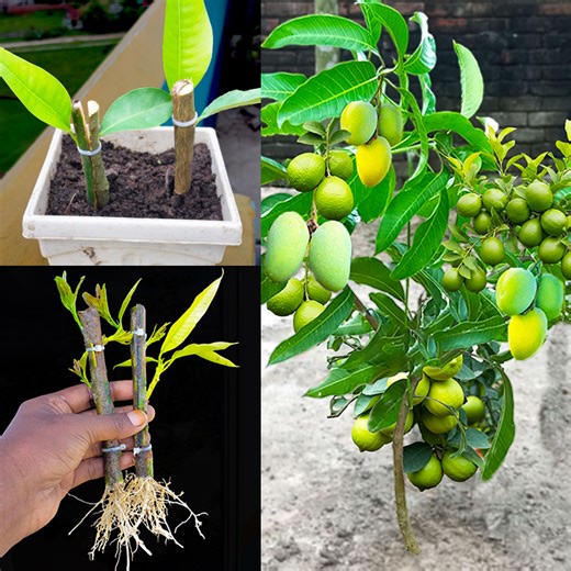 3.7K views · 26 reactions | How to grow two different plant at home from stem || Best & easy method for planting | DIY IndoorGarden | Facebook