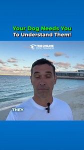 Before you can help your dog overcome aggression, reactivity, or anxiety, you have to make sure they understand you. When your dog truly understands you, they will listen—and that is when the transformation happens. How do you build this connection? That is exactly what I teach in my FREE webinar, which has already helped thousands of owners see lasting change. Join us for free! Register via the link in the comments. | Doggy Dan