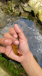 Gak masuk akal! Mosok iwak moli iso sak mene gedi ne | Jessica & Zakiyal