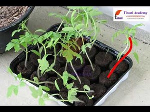 Getting to Know Plants - The Stem