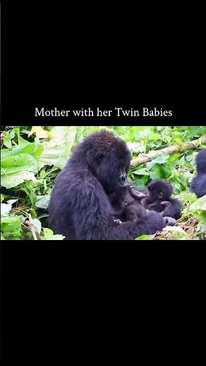 Mountain gorilla almost always give birth to a single infant,making twin births extremely rare#viral