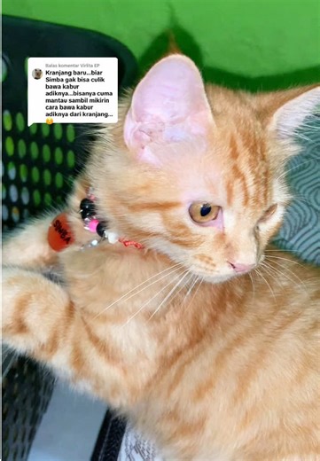 Kucing Lucu dan Kasihan yang Tidak Bisa Culik Adik