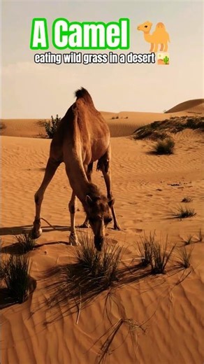A Camel 🐪 eating wild grass in a desert 🏜️🌴🌞