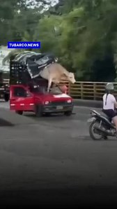 325K views · 3.6K reactions | #NoticiasColombia En una vía del Tolima se vivió una escena tan insólita como preocupante. Un conductor trasladaba un animal en condiciones inadecuadas, provocando que este, en medio del estrés, causara daños severos al automotor y generara riesgo para otros usuarios de la carretera. Autoridades y ciudadanos insisten en frenar este tipo de prácticas antes de que ocurran tragedias mayores. | TuBarco | Facebook
