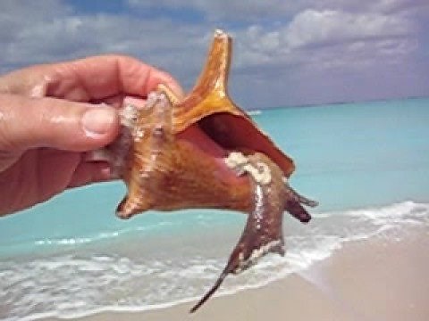 Live Conch