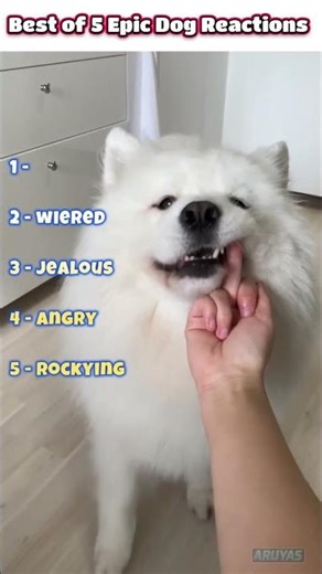 Top Epic Dog Moments That Will Make Your Day! 🐕💥