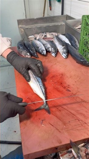 Zerre israf etmeden uskumruyu temizledi! #fish