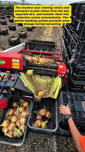 Modern Onion Harvester Machine – Efficient Onion Sorting and Collecting Technology