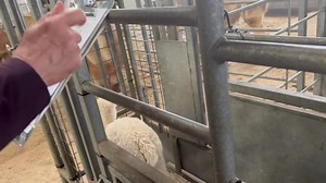 53K views · 2K reactions | Starting cria training. Gloria is less than 2 days old. Alvey is the oldest at 3.5 weeks. | Mullacott Alpacas | Facebook