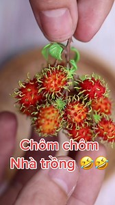 Chôm Chôm Ngọt Ngào: Khám Phá Các Loại Chôm Chôm