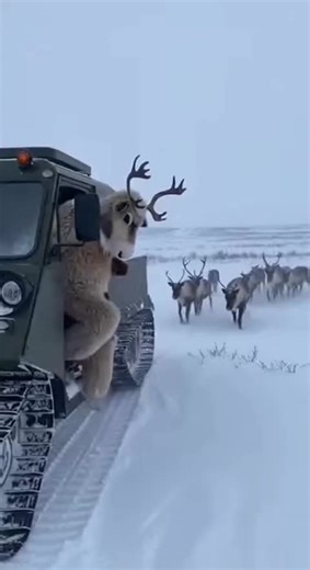 very funny #fyp #funny #animal #viral #ai