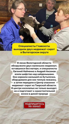 В ВОЛОГОДСКОЙ ОБЛАСТИ СПАСЛИ И ВЫХОДИЛИ МЕДВЕЖАТ-СИРОТ #россия #новости #интересныефакты