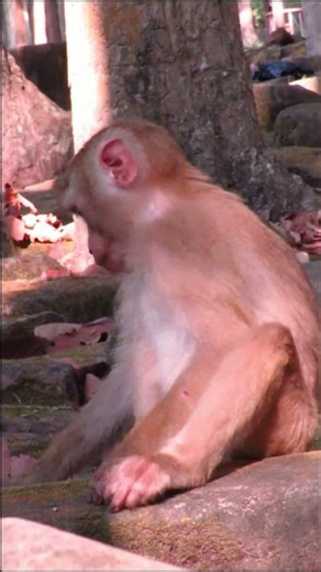 Baby Monkey Short video