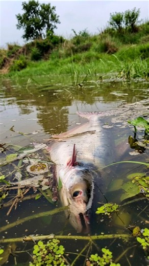 Amazing Big Stuck Pangasius Fishing Video #fishing #fish #video #shorts