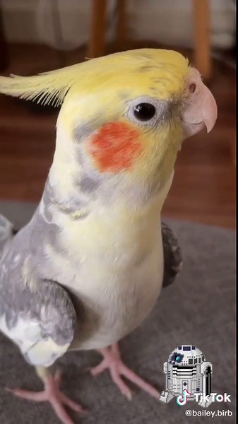 Bird Sounds Like R2D2 | Funny Robotic Cockatiel Meme