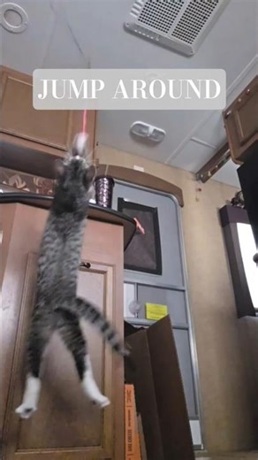 Everybody Jump around 💝 #animals #cats #animallovers #cute #funny