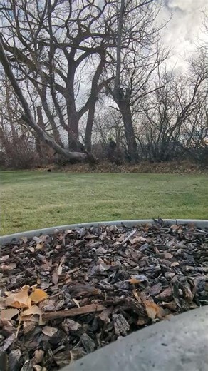 dead tree explosion! #arborist #treefelling #treecutting #lumberjack