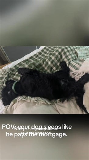 Cocker Spaniel Takes Over the Bed Space