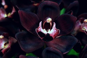 Cantiknya Anggrek Hitam Papua yang Eksotis dengan Harga Selangit