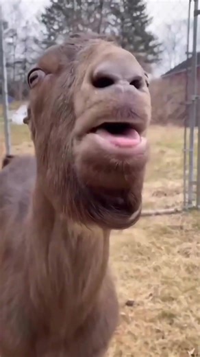 These Goats Are Actually Unhinged 😭🐐 #funnyanimals #viral