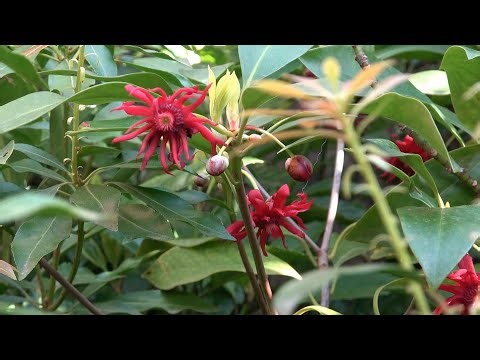 Florida Anise: Evergreen, Exotic and Winter Hardy!