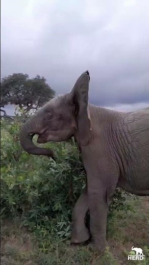Baby Albino Elephant, Khanyisa Runs Wild in the Bushes!
