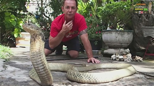 Expert king cobra venom extraction demonstration with detailed safety procedures shown