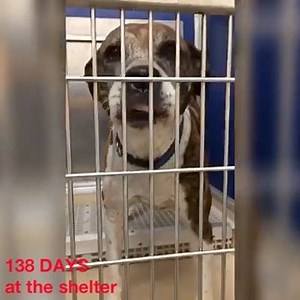 Shelter sent plea for this amazing boy. Tiger has been at the shelter almost 5 months of his life in a kennel, alone, and waiting to be saved and loved. 5 months it's like 3 YEARS IN DOGGIE YEARS! You can change Tiger's fate by adopting or fostering this pup. All Tiger needs is love and you! Let's SAVE this senior pup! - SHARE TIGER's POST🙏🏻🆘🆘🙏🏻 - Tiger #A1357547 is about 7-years old, terrier mix box, neutered. SENIOR DOG. He has been at the shelter since Aug 11 2016. Stray. - 138 DAYS AT 