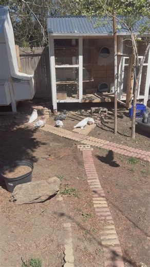 Pigen | Birds | KSL Classifieds