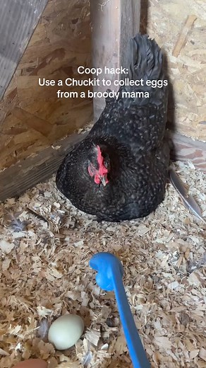 Coop hack #Chuckit #Chicken #Farmlife #Home #Homestead #Coop #Mama | Homestead Hacks
