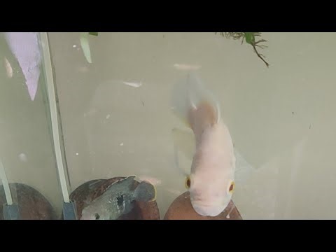 oscar fish tank setup ❤️