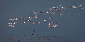 Largest flock of flamingos in recent memory spotted in South Florida