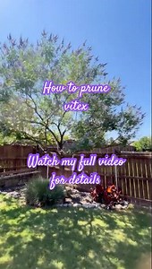 Look at those blooms!! #vitex