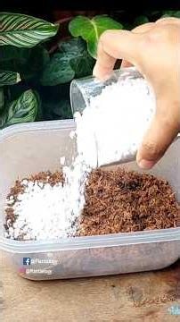 Secret of Healthy Calathea (Prayer Plants) - Potting Soil Mix for Prayer Plant // Prayer Plant Care
