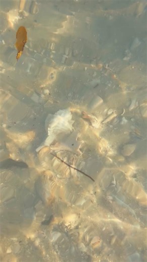 Ever wonder why sometimes you find a Lace murex with a pink tip? Sometimes the younger ones have it and over time it usually fades as the shell grows.**#nowyouknow #shelllover #shellhunter #shells #shell #tour #tourflorida #visitfl #visitflorida #macroisland #naplesfl #tenthousandislands #murex #lace #floridashells #gulfofmexico #reelkindfishingandtours #travel #floridatravel #summer #summervacation | Reel Kind Fishing and Tours