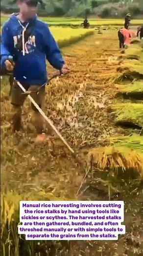 Traditional Rice Harvesting: Manual Techniques and Community Farming