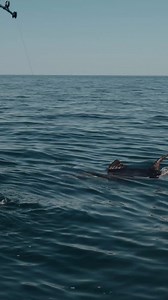 3.1M views · 10K reactions | End Game on a giant bluefin tuna! | Landshark Outdoors | Facebook