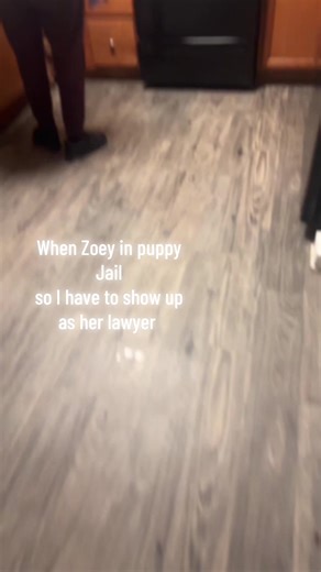 Zoey's Day in Puppy Jail: A Lawyer's Perspective