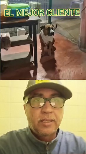 Ya me veo con mi negocio de comida y tenga estos bellos y mejores clientes 😀❤️🥰 #dog #doglover #doglife #dog #dogsofinstagram | Refugio el Bulmer